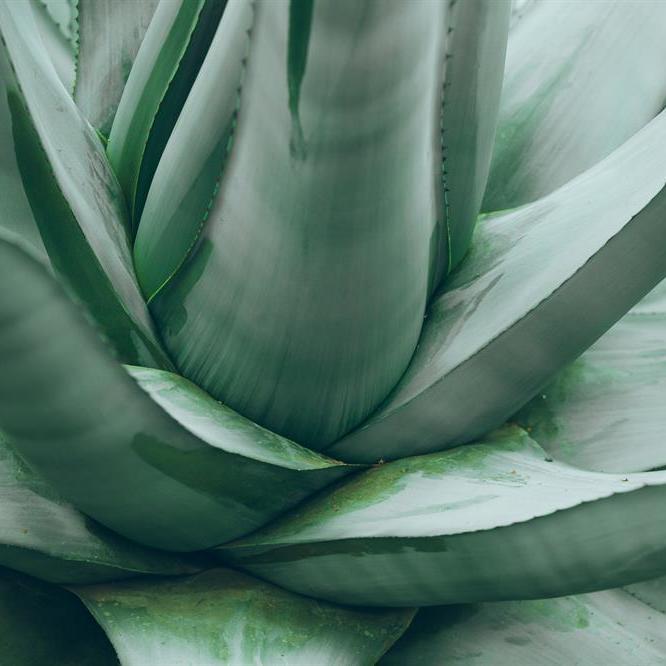 inulina_agave (1)
