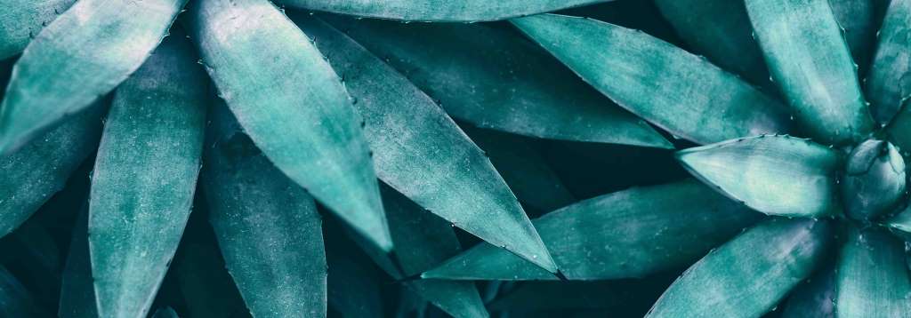 agave plant